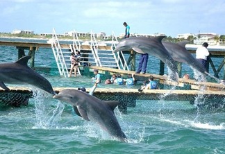 Lugares para nadar com golfinhos em Cancún