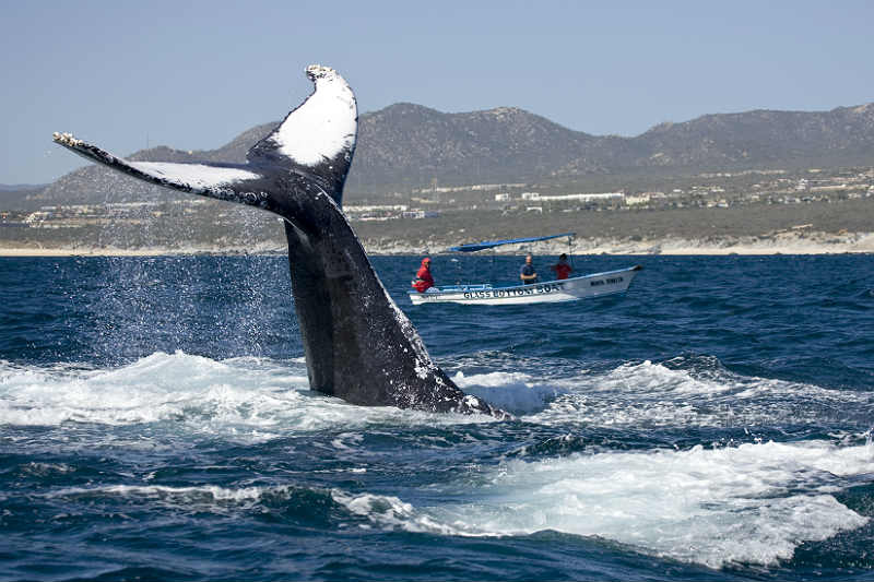 Baleia saltando em Los Cabos