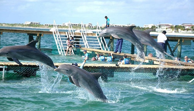 Lugares para nadar com golfinhos em Cancún