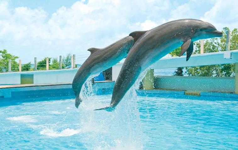 Nado com os golfinhos em Cancún