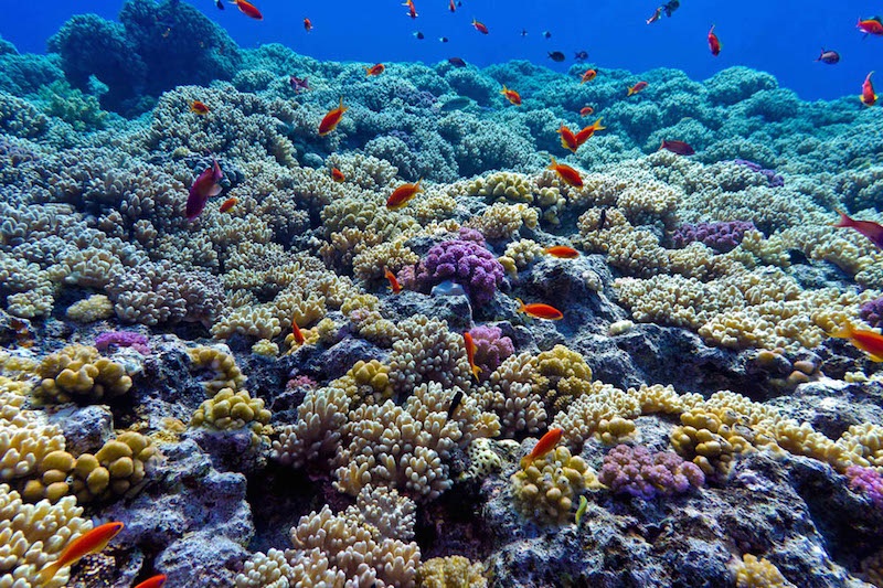 Vida marinha em Los Cabos